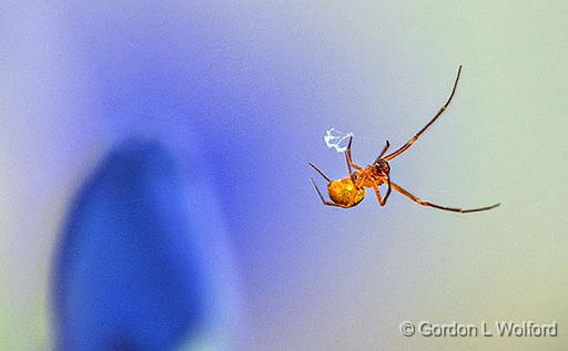 Web Weaver_P1120669.jpg - Photographed at Smiths Falls, Ontario, Canada.